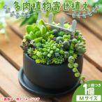 多肉植物 Mサイズ 多肉 寄せ植え 1個
