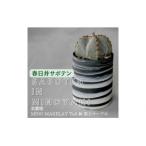 多治見市× コラボ MINO MAKELAY
