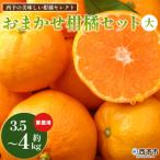<西予の美味しい柑橘セレクト大