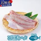 石垣島 ハタ 丸ごと1本