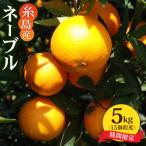 糸島産 ネーブル5kg シーブ