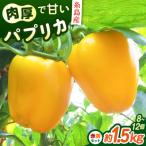 糸島産 肉厚 パプリカ 約1.5kg