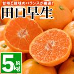 温州みかん 5kg