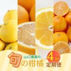 年4回 旬の柑橘 定期便 まどんな 文旦 甘夏