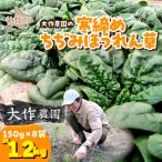 大作農園の寒締めちぢみほうれん草 約1.2kg