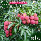 糸島産 生ライチ 約1kg