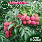糸島産 生 ライチ 約500g