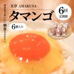 S038-T06_ 天草 タマンゴ 6個
