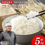 お米 コメ こめ 白米 精米 単一原料米 ご飯 白飯
