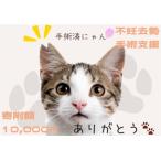 K012 飼い主のいない猫の不妊去勢手術支援~不幸な命を増や…