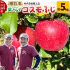 りんご コスモふじ 約5kg
