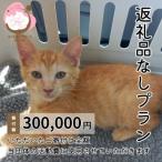 小郡市への寄付（返礼品なし）