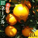 糸島産ネーブル10kg