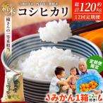 新米 <令和8年産 コシヒカリ 約10kg