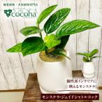 観葉植物 モンステラ ジェイドシャトルコック