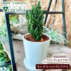 観葉植物 セレウス ペルヴィアナス セレウスサボテン