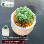 観葉植物 ハオルチア オブツーサ cocoha