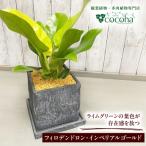 観葉植物 フィロデンドロン インペリアルゴールド