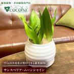 観葉植物 サンスベリア ムーンシャイン ポット付
