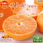 <せとか 約2kg> 訳あり