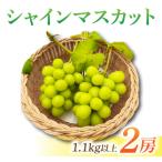 ショッピングふるさと納税 シャインマスカット ふるさと納税 東御市 【先行受付2026年発送】長野県東御市産シャインマスカット2房　1.1kg以上
