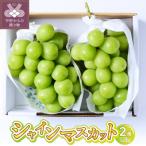 ショッピングふるさと納税 シャインマスカット ふるさと納税 甲府市 〈2026年度配送分〉シャインマスカット 2房(1.2kg) 〈KF-1〉