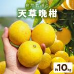 S178-002_ 天草晩柑 約10kg