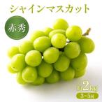 ぶどう 2027年 先行受付 シャインマスカット