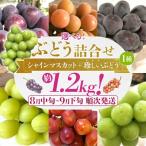 ふるさと納税 古賀市 ぶどう詰合せ(シャインマスカット+珍しいぶどう)
