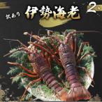 活き 伊勢海老 2 5尾