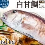 天然 白甘鯛 1尾