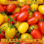 彩りミニトマト詰合せ 2kg
