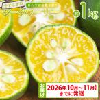 さわやかな香り漂う シークワーサー 1kg