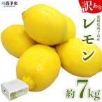 < 訳ありレモン 約7kg>