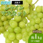 山形のぶどう シャインマスカット10月