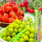 ショッピングふるさと納税 シャインマスカット ふるさと納税 山形市 【定期便2回】おいしいやまがた さくらんぼとシャインマスカット【令和8年産先行予約】FS24-530