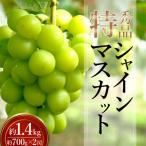 ふるさと納税 長井市 【2026年発送】「特秀」シャインマスカット約1.4kg(約700g×2房)_H246(R8)