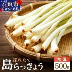 採れたて島らっきょう 農薬 化学肥料不使用 500g