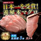 訳あり 不定貫 黒潮本まぐろ 大トロ 定期便