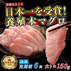 訳あり 不定貫 黒潮本まぐろ 大トロ 定期便