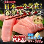 訳あり 不定貫 黒潮本まぐろ 中トロ 定期便