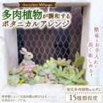Succulent Mlange ~多肉植物が調和するボタニカルアレンジ~
