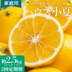 2回定期便 小夏 土佐小夏 日向夏 高知 温室