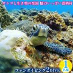 体験チケット サンゴと生き物の楽園 魅力いっぱい