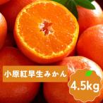 小原紅早生みかん サイズS~L 約4.5kg