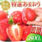 いちご 受付中 特別栽培特選あまおう800g