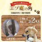エゾ鹿の角 Lサイズ1本物と角先のセット