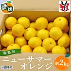 < ニューサマーオレンジ 約2kg>渡江から一歩を踏み出…
