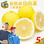 日向夏 みかん 蜜柑 旬 果物 フルーツ 柑橘 明浜