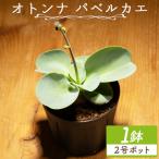 塊根植物 パベルカエ オトンナ cc-0021